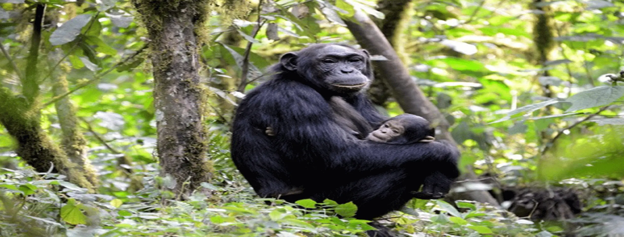 Image for Chimp Track